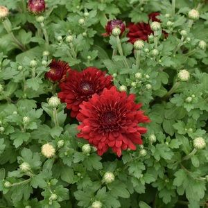 Meet your Posher, Deana